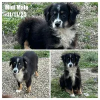 Black tri male, a male Miniature Australian Shepherd for sale in Jacksonville, FL – Photo 2 of 2