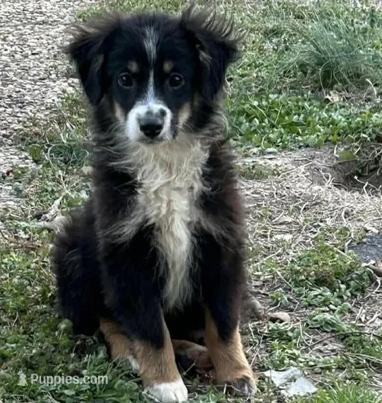 Black tri male – Miniature Australian Shepherd puppy for sale in Jacksonville, FL