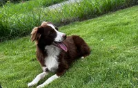 Red tri male, a male Miniature Australian Shepherd for sale in Jacksonville, FL – 2 of 3