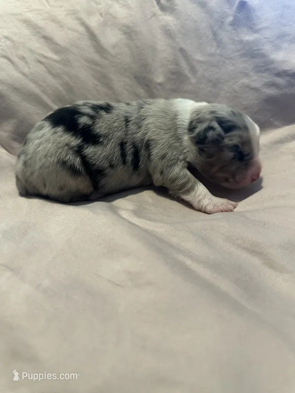 Blue Merle male – Miniature Australian Shepherd puppy for sale in Jacksonville, FL