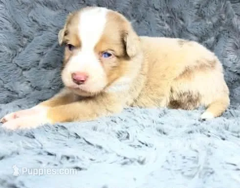 Red Merle male – Miniature Australian Shepherd puppy for sale in Jacksonville, FL