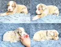 Red Merle male, a male Miniature Australian Shepherd for sale in Jacksonville, FL – 2 of 2
