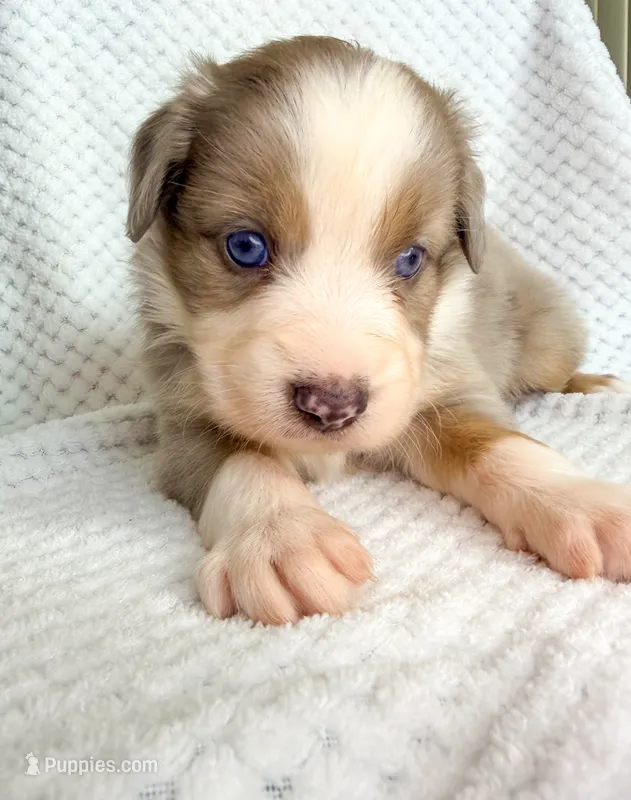 Blue Merle male – Miniature Australian Shepherd puppy for sale in Jacksonville, FL