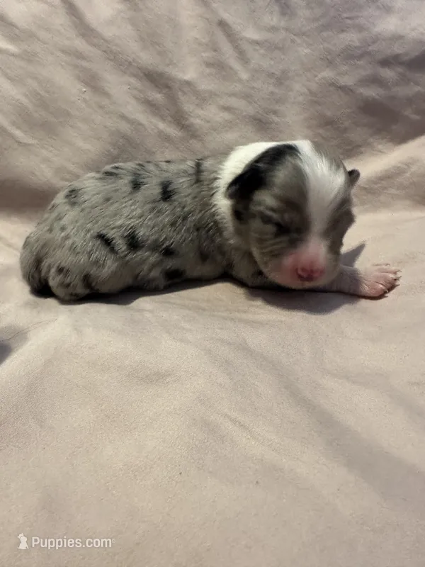 Blue Merle male – Miniature Australian Shepherd puppy for sale in Jacksonville, FL