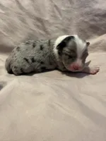 Blue Merle male, a male Miniature Australian Shepherd for sale in Jacksonville, FL – 1 of 2