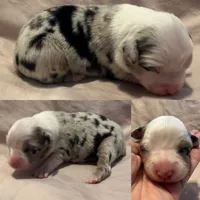 Blue Merle female , a female Miniature Australian Shepherd for sale in Jacksonville, FL – 2 of 2