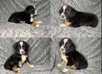 Black tri male, a male Miniature Australian Shepherd for sale in Jacksonville, FL – 5 of 10