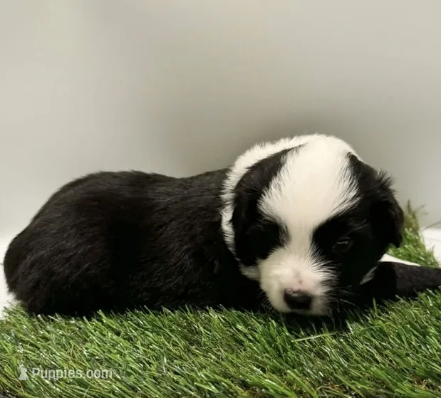 Black tri male – Miniature Australian Shepherd puppy for sale in Jacksonville, FL