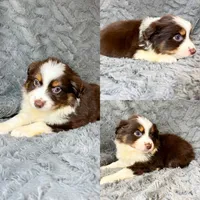 Red tri male, a male Miniature Australian Shepherd for sale in Jacksonville, FL – 2 of 2