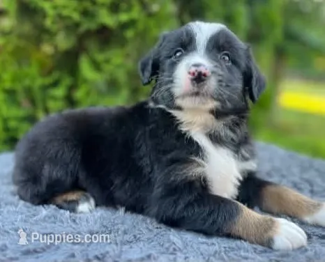 Black tri male – Miniature Australian Shepherd puppy for sale in Jacksonville, FL