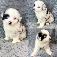 Blue Merle male , a male Miniature Australian Shepherd for sale in Jacksonville, FL – 2 of 2