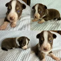 Red tri male , a male Toy Australian Shepherd for sale in Jacksonville, FL – 2 of 2