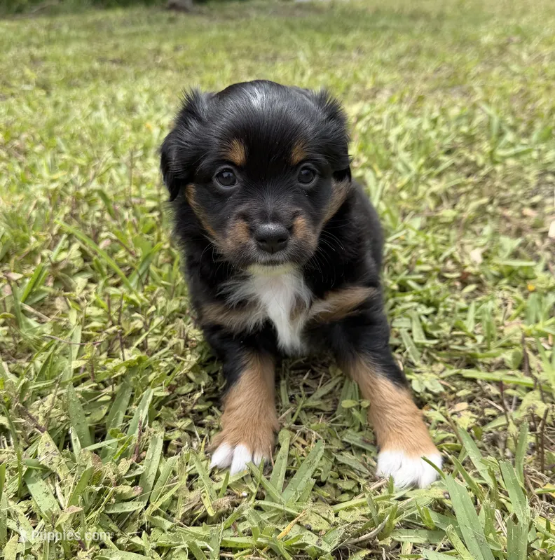 Black tri female  – Miniature Australian Shepherd puppy for sale in Jacksonville, FL