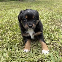 Black tri female , a female Miniature Australian Shepherd for sale in Jacksonville, FL – 1 of 2
