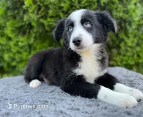Black bi male – Miniature Australian Shepherd puppy for sale in Jacksonville, FL
