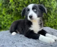 Black bi male, a male Miniature Australian Shepherd for sale in Jacksonville, FL – 3 of 8