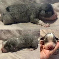 Blue Merle male, a male Miniature Australian Shepherd for sale in Jacksonville, FL – 2 of 2