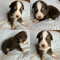 Red tri male, a male Toy Australian Shepherd for sale in Jacksonville, FL – 2 of 2