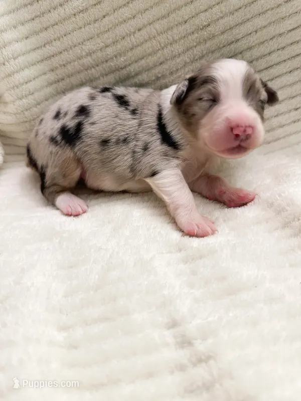 Blue Merle male – Miniature Australian Shepherd puppy for sale in Jacksonville, FL