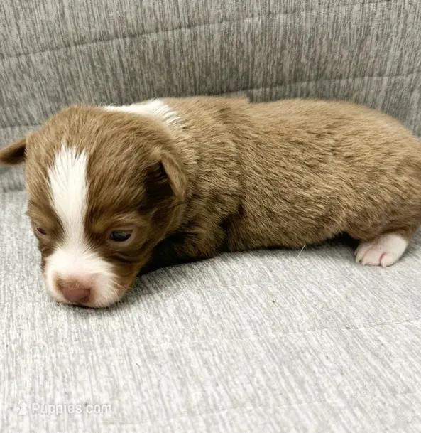 Toy Red tri male – Toy Australian Shepherd puppy for sale in Jacksonville, FL