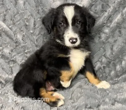 Black tri male – Miniature Australian Shepherd puppy for sale in Jacksonville, FL