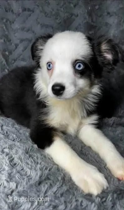 Black tri female – Miniature Australian Shepherd puppy for sale in Jacksonville, FL
