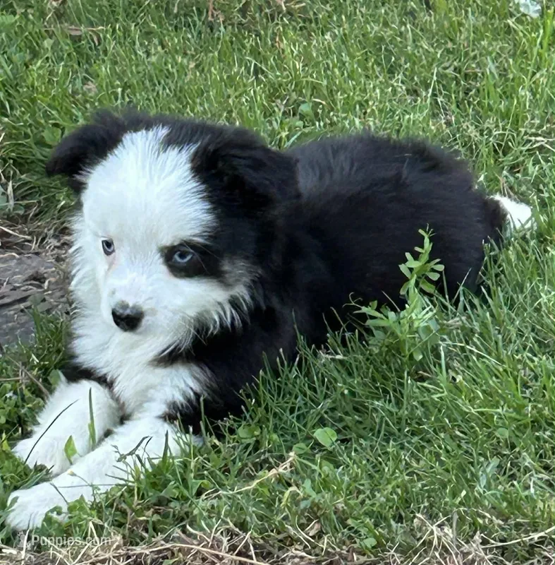 Black tri female – Miniature Australian Shepherd puppy for sale in Jacksonville, FL