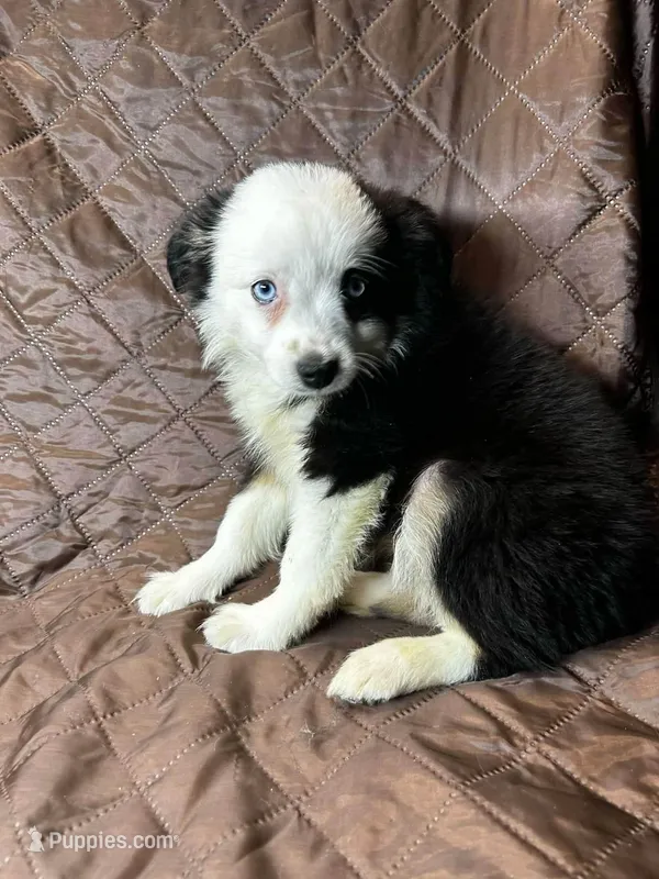 Black tri female – Miniature Australian Shepherd puppy for sale in Jacksonville, FL