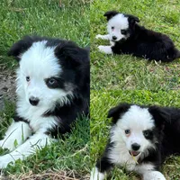 Black tri female, a female Miniature Australian Shepherd for sale in Jacksonville, FL – Photo 2 of 2