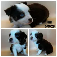 Red tri female, a female Miniature Australian Shepherd for sale in Jacksonville, FL – 2 of 2