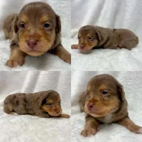 Red Merle male, a male Toy Australian Shepherd for sale in Jacksonville, FL – 2 of 2