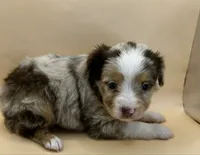 Red Merle female, a female Miniature Australian Shepherd for sale in Jacksonville, FL – 1 of 2