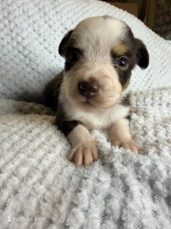Red tri female – Toy Australian Shepherd puppy for sale in Jacksonville, FL