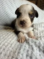 Red tri female, a female Toy Australian Shepherd for sale in Jacksonville, FL – 1 of 2