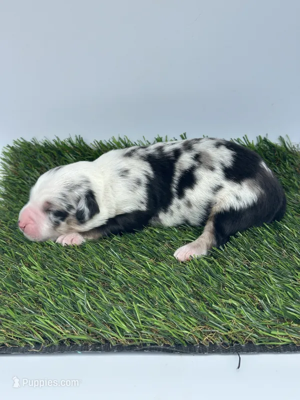 Blue Merle female  – Miniature Australian Shepherd puppy for sale in Jacksonville, FL