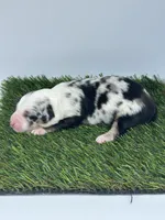 Blue Merle female , a female Miniature Australian Shepherd for sale in Jacksonville, FL – 1 of 2