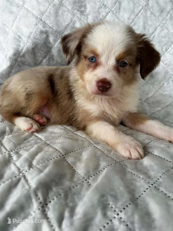 Red Merle female – Miniature Australian Shepherd puppy for sale in Jacksonville, FL