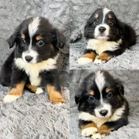 Black tri female , a female Miniature Australian Shepherd for sale in Jacksonville, FL – 2 of 2
