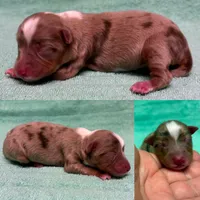 Toy red Merle female, a female Toy Australian Shepherd for sale in Jacksonville, FL – 4 of 4