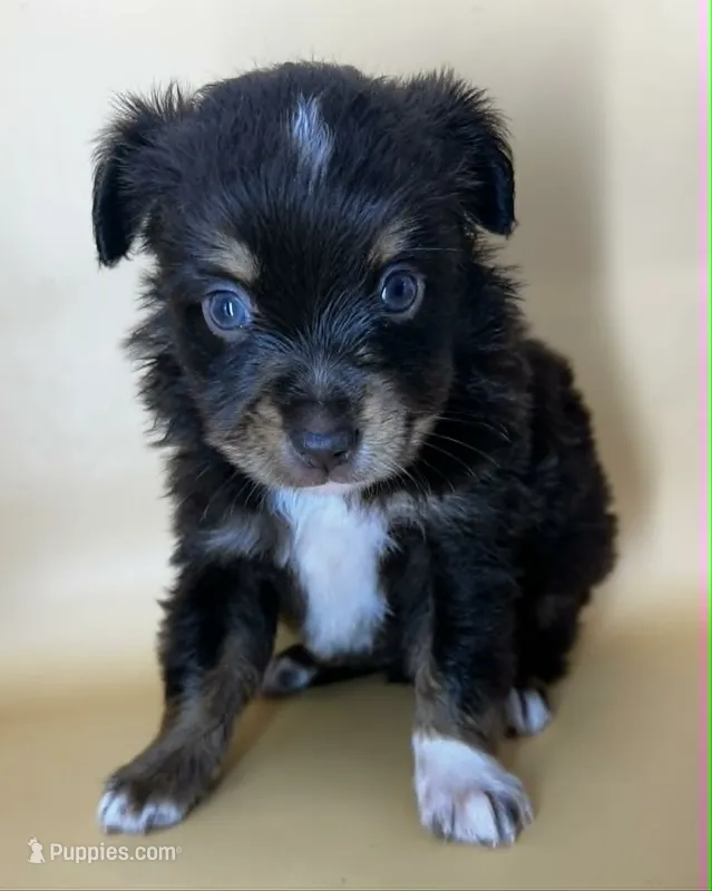 Red tri male – Miniature Australian Shepherd puppy for sale in Jacksonville, FL