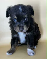 Red tri male, a male Miniature Australian Shepherd for sale in Jacksonville, FL – 1 of 2