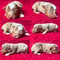 Toy red Merle female, a female Toy Australian Shepherd for sale in Jacksonville, FL – 2 of 4