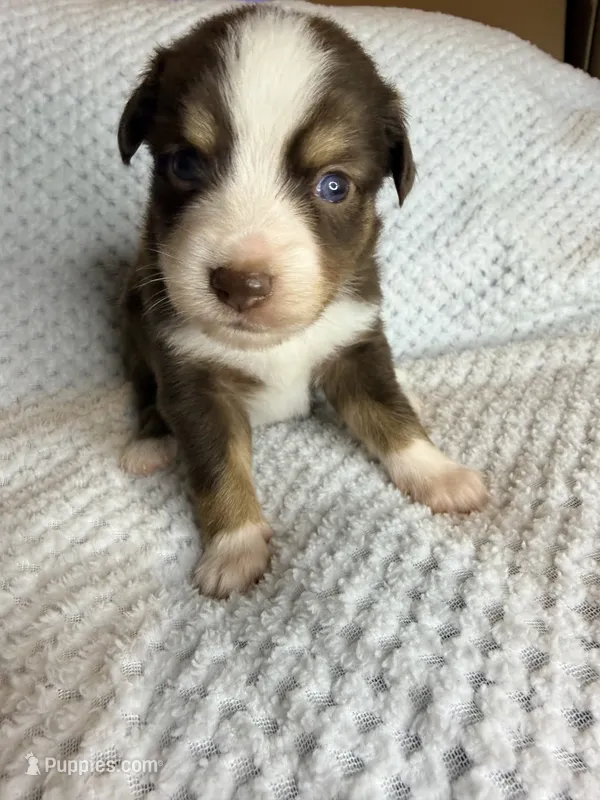 Red tri male – Toy Australian Shepherd puppy for sale in Jacksonville, FL
