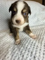 Red tri male, a male Toy Australian Shepherd for sale in Jacksonville, FL – 1 of 2