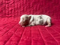 Toy Red Merle male, a male Toy Australian Shepherd for sale in Jacksonville, FL – 3 of 6