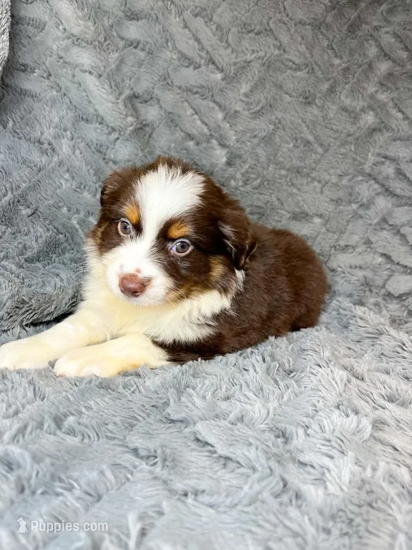 Red tri male – Miniature Australian Shepherd puppy for sale in Jacksonville, FL