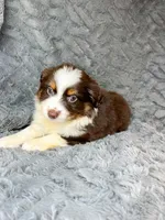 Red tri male, a male Miniature Australian Shepherd for sale in Jacksonville, FL – 1 of 2