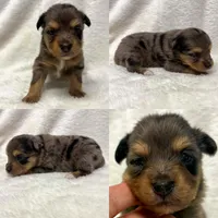 Blue Merle female , a female Toy Australian Shepherd for sale in Jacksonville, FL – 2 of 2