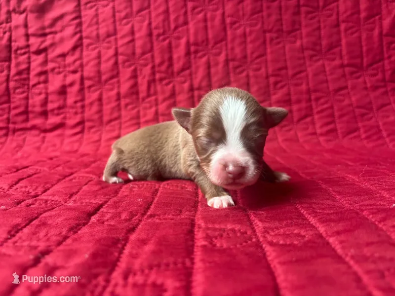 Toy Red tri male – Toy Australian Shepherd puppy for sale in Jacksonville, FL