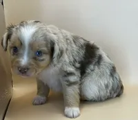 Red Merle female , a female Miniature Australian Shepherd for sale in Jacksonville, FL – 1 of 2